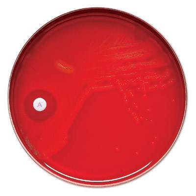 BD Antimicrobial Suscetibility Disks